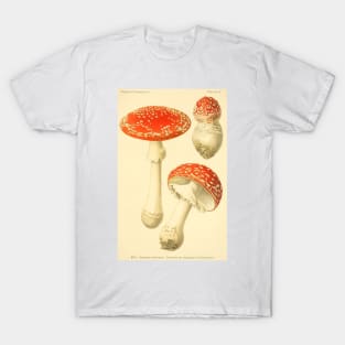 Amanita muscaria - Dufour, L T-Shirt